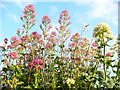 Caerwent in Bloom