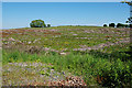 Forestry clearfell near Bryn-du