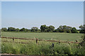 Cornfield alongside the River Greet