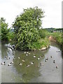 Croft Farm duckpond