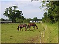 Horses, Cranbourne