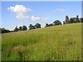 Meadow, Spencers Wood