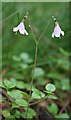 NJ2762 : Twinflower (Linnaea borealis) by Anne Burgess