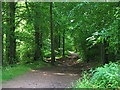 Bridleway through the woods