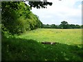 Hedgerow near Grexy Cross