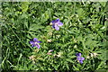 Meadow Cranesbill