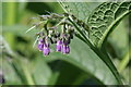 Comfrey