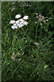 Hogweed or Cow Parsnip