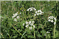 Cow Parsley (probably)