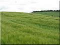 Barley field near Stonebyres