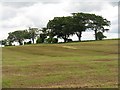 Manured grass field