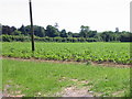 Looking S across field near Swingfield Minnis