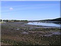 Geese at low tide