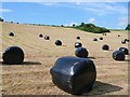 Wrapped bales, Higher Wraxall