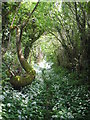 Summer Way (Maes yr Haf) May 2006