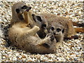 Meercat pups.