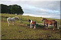 Family at Lochs Farm