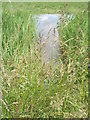 Temporary pool near Barnham Rife