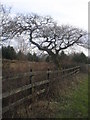 Oak Tree, Carway to Trimsaran road