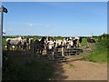 Inquisitive horses