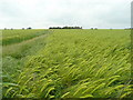 Barley field surrounding Saxilby Sykes