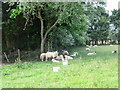 Sheltering sheep on the Taldrwst path