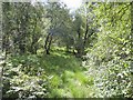 Mixed woodland above Strachur