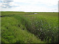 Water channels on Horsey Island