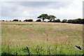 Field of long grass