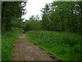 Track leading into Penmoelallt Community Woodland