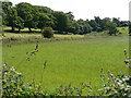 Meadow on south side of the Hoddnant, Llantwit Major