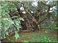 NN7447 : The Fortingall Yew by Maigheach-gheal