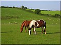 Pasture, Osmington