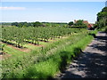 Wenderton Lane and orchard