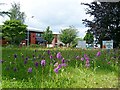 Spotted orchids at Rosehill Industrial Estate