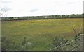 Rough grazing near Blochdy Quarry