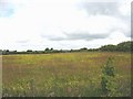 Colourful area of grazing land at Blochdy