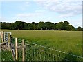 NY5363 : View across grass field to High Wood by Rose and Trev Clough