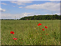 Farmland, Bisham