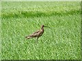 Curlew (Numenius arquata)