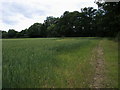 Footpath on edge of field