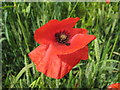 Poppy in a field near Elmley Castle