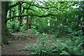 Woodland by Brindley Hall Road