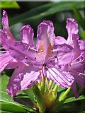 NY8063 : Rhododendron near Morralee Tarn by Mike Quinn