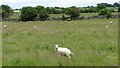 M2658 : Sheep grazing in field enclosed by drystone dykes by C Michael Hogan