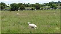 M2658 : Sheep grazing in field enclosed by drystone dykes by C Michael Hogan
