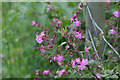 Red Campion, Potwell Dyke Grasslands