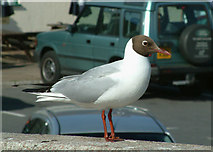 SY9287 : Blackheaded gull by Simon Huguet