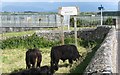 Bullocks near Malltraeth Bridge