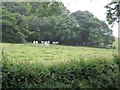 Cows sheltering from the wind and rain